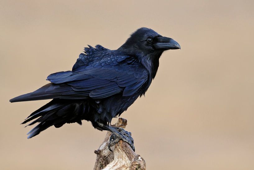 Compagnon des Vikings ... Grand Corbeau *Corvus corax par wunderbare Erde