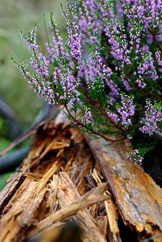Blühendes Heidekraut