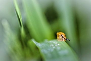 Schnecke von Rob Boon