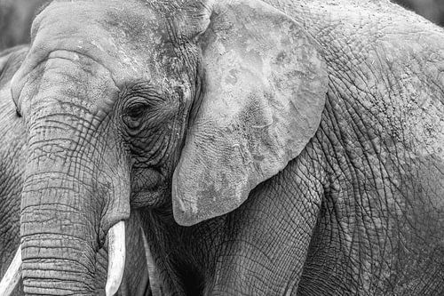Kracht zwart wit Olifant portret