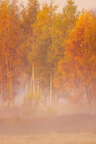 Trois couleurs de bouleaux.