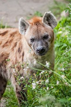 Gevlekte Hyena : DIergaarde Blijdorp van Loek Lobel