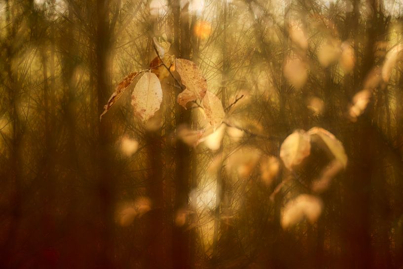 Seed balls 2 by True Color Stories