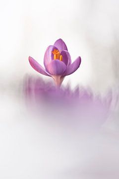 Crocuses always make me happy by Bob Daalder