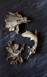 Salie van Thomas Jäger