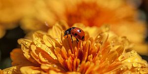 Bolchrysant 4