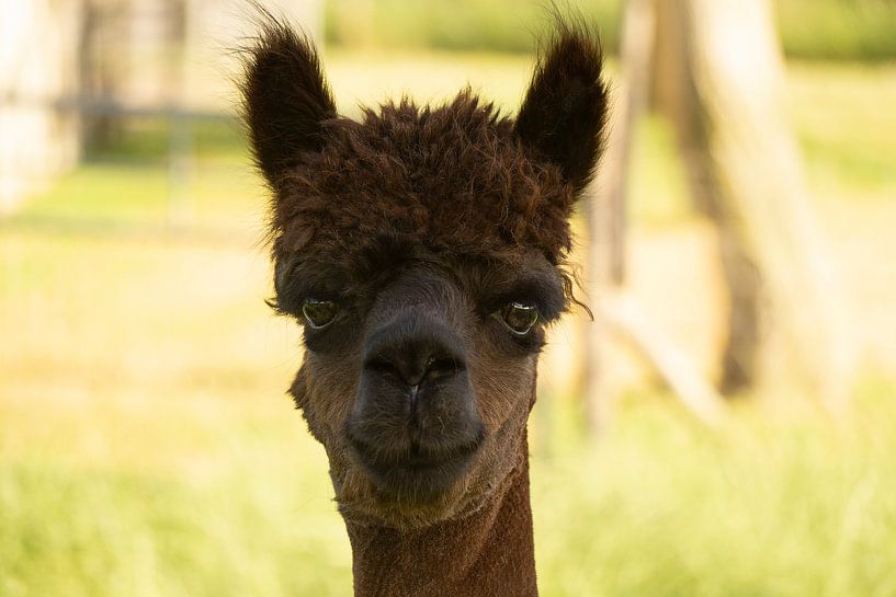 Alpaca Abeltje by Marjoleine Knappers