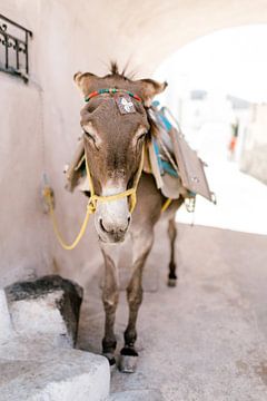Donkey in Pyrgos, Santorini by Laura de Roeck