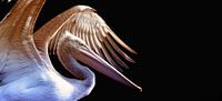Pelikan (1)