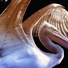Pelican (1) by Rob Wareman Fotografie