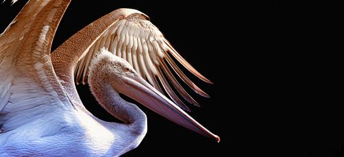 Pelikan (1) von Rob Wareman Fotografie