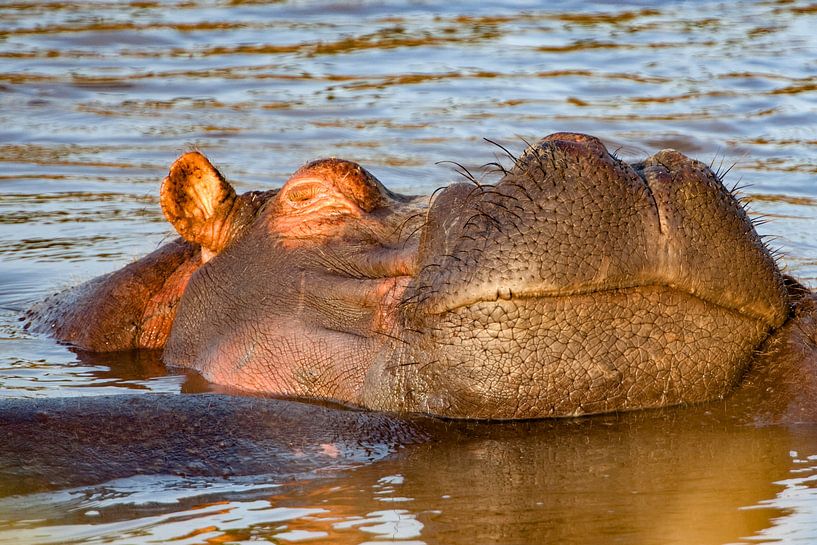 Hippo Head by Peter Michel