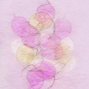 Silberblatt Rosa Gelb