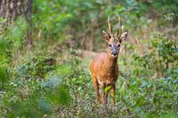 Ree in het bos