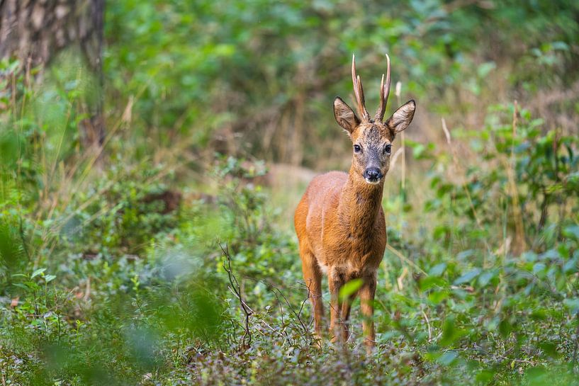 Roe deer in the forest by Friso Schinkel