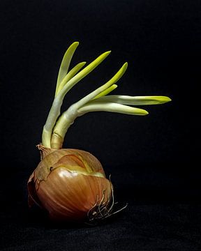 Still life with onion by Peter van Nugteren