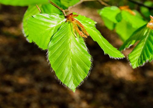 The first beech leaves in the spring sunshine
