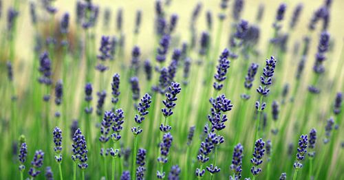 Echte lavendel, Lavandula angustifolia