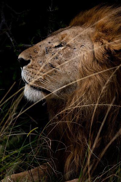 Leeuw op de Masai Mara, Kenia van Marvin de Kievit