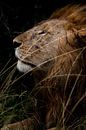 Leeuw op de Masai Mara, Kenia van Marvin de Kievit thumbnail
