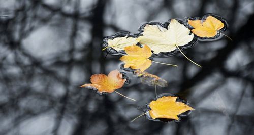 autumn leaves floating on the river
