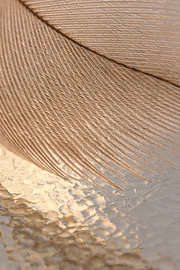 Structures naturelles – le motif d'une plume avec un reflet abstrait