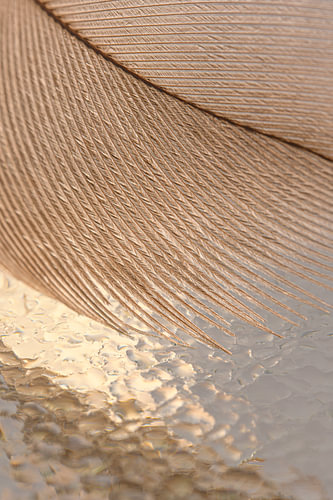 Natural structures – the pattern of a feather with an abstract reflection
