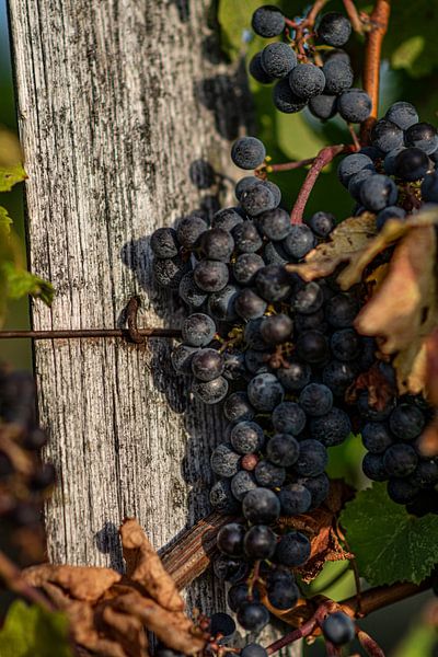 Raisins dans le vignoble par Stan van den Beld
