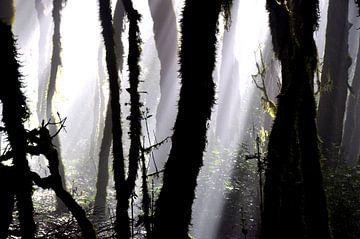 NEBELWALD 7 von Miroslav Ptacek