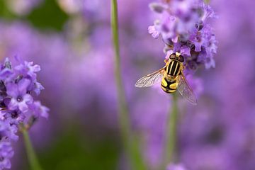 Colorfull van Linda Hemmes