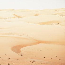 Chameau dans les dunes de sable. sur Ron van der Stappen