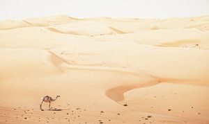 Kameel tussen de zandduinen. van Ron van der Stappen