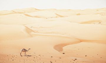 Chameau dans les dunes de sable.