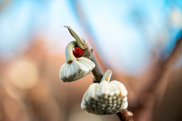 Lieveheersbeestje in winterslaap op sneeuwbal van Patrice Schmitz - Pictures by Patrice