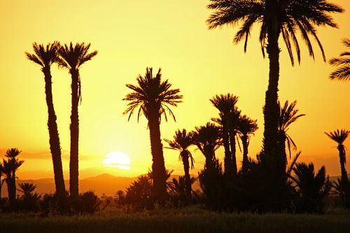 zonsondergang met palmen