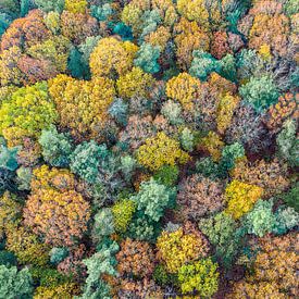 An Aerial View of Autumn Forest by Jeroen Kleiberg