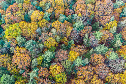 Bonte herfstboomkronen van bovenaf