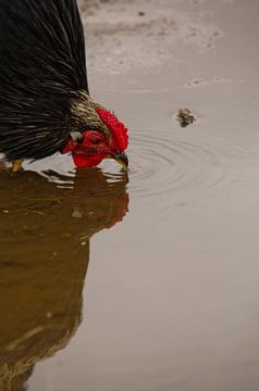 Chicken sees mirror image