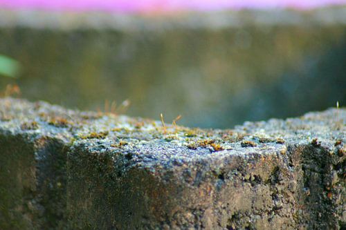 Betonnen tuin