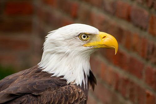 Profielfoto van een amerikaanse zeearend