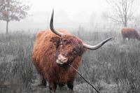 Schotse hooglander (4) 3van3