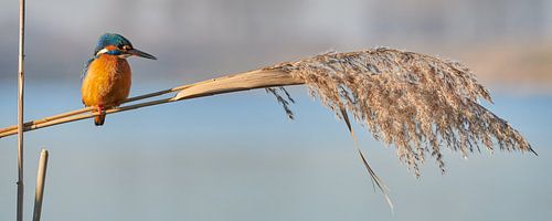 IJsvogel panorama