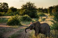 Young elephant in South Africa