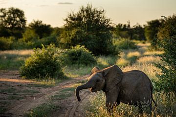 Junger Elefant in Südafrika von Paula Romein