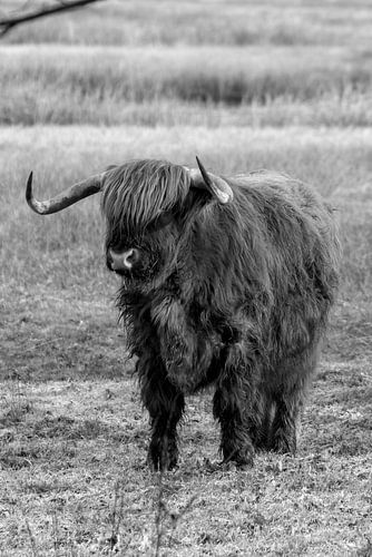 Highlander écossais