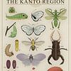 Insects from the Kanto Region by Steven Kingsbury