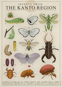 Insects from the Kanto Region