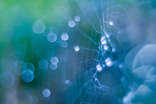 "web and dew"