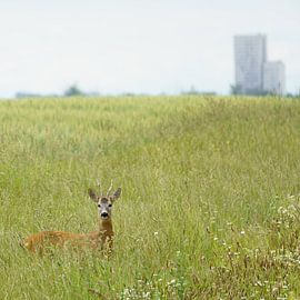 border area by Alexander Laengauer | Wildlife & Travel