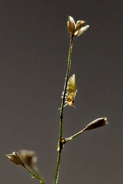 Der stille Tanz einer goldenen Blattlaus von Frank Photos